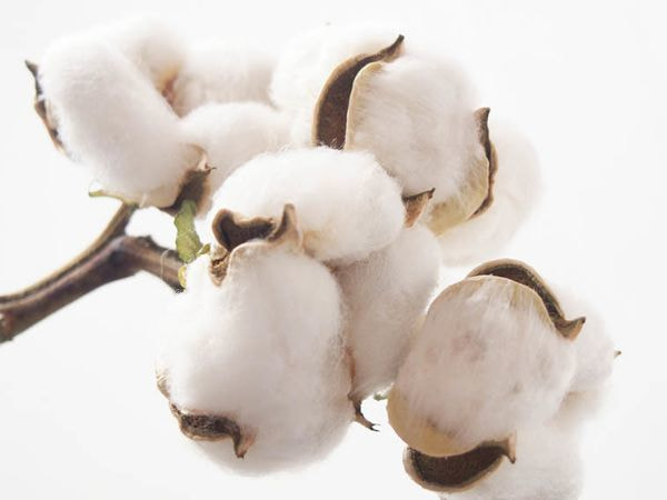 キクチシングのベビーふとんは、吸湿発散性能の良い綿を使用した、熟練の職人による日本製であることを紹介する画像です